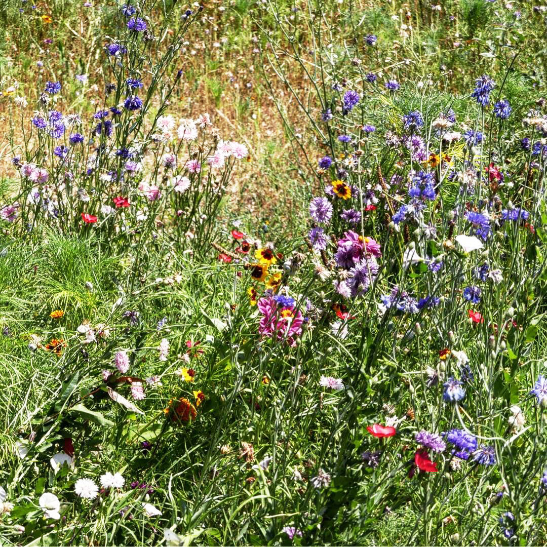 Prairie fleurie Ambiance -jardin naturel - Architecte paysagiste concepteur - Montpellier & Aix en Provence - Atelier Naudier