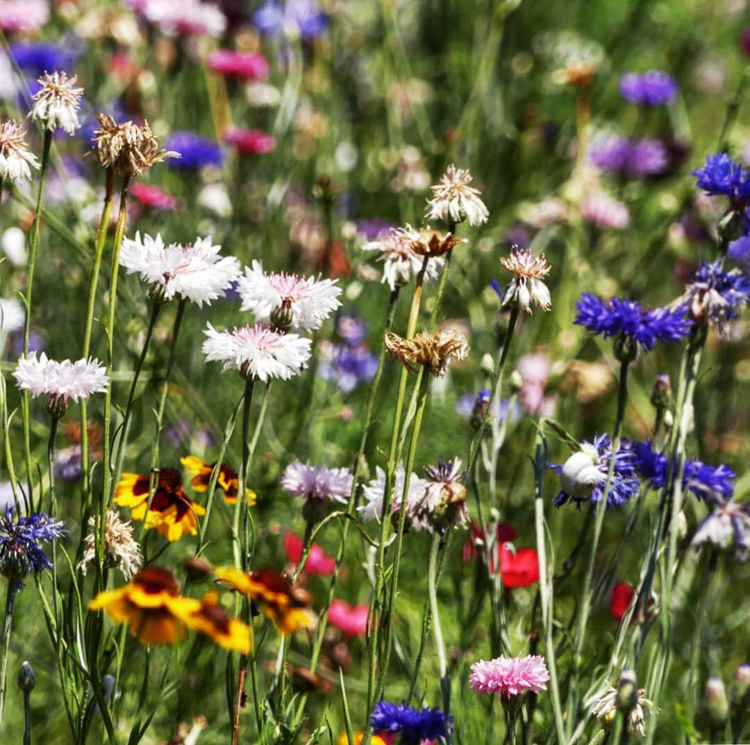 Prairie fleurie Zoom -jardin naturel - Architecte paysagiste concepteur - Montpellier & Aix en Provence - Atelier Naudier