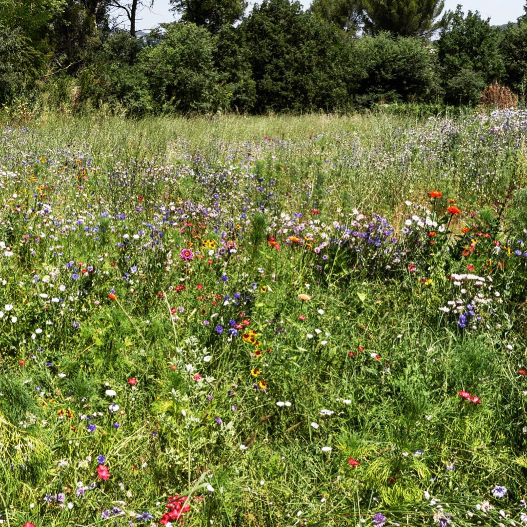 Prairie fleurie -jardin naturel - Architecte paysagiste concepteur - Montpellier & Aix en Provence - Atelier Naudier