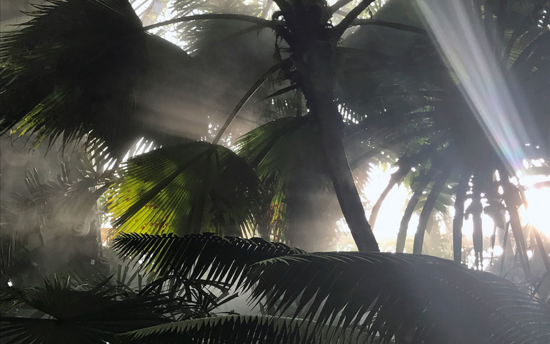 Serre tropicale : dépaysement absolu