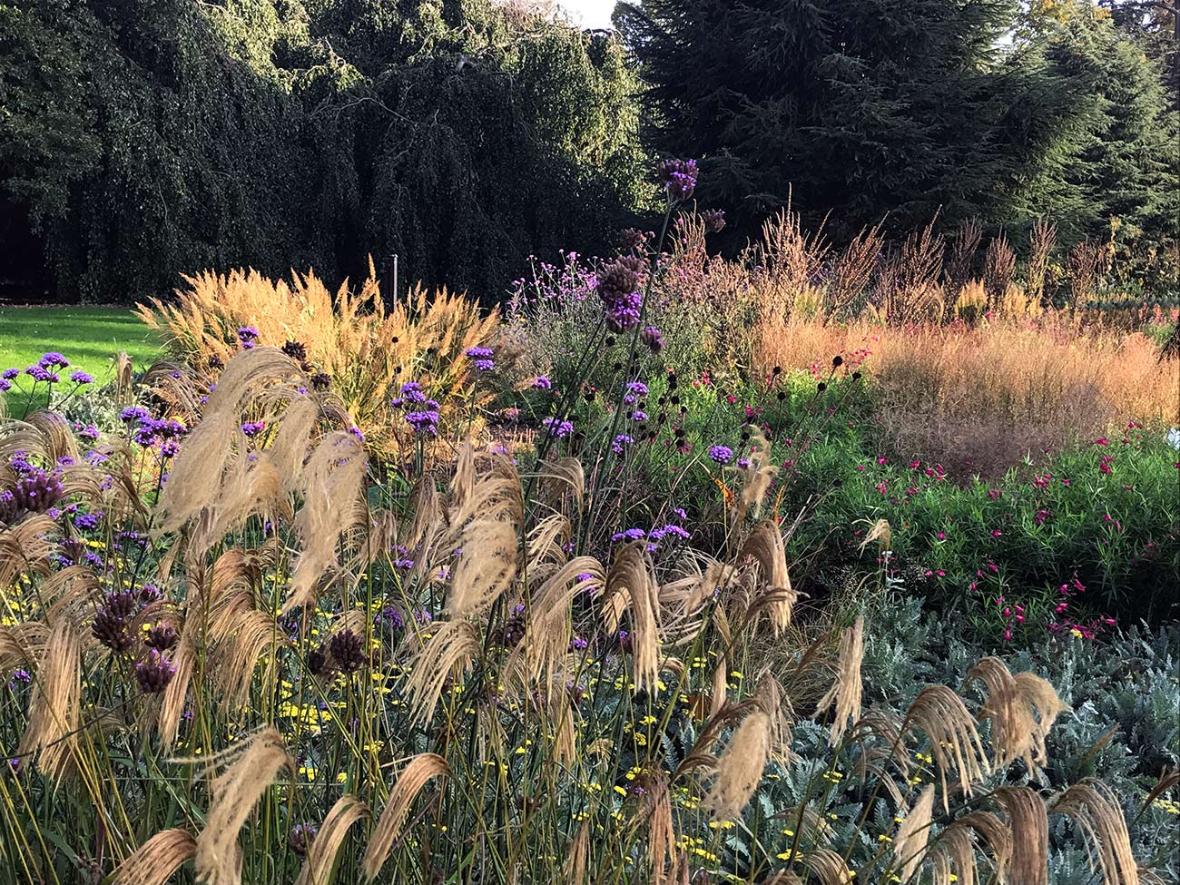 Atelier Naudier-Jardin-naturel-graminees-ambiance automnale-Paysagiste-concepteur-Christophe-Naudier