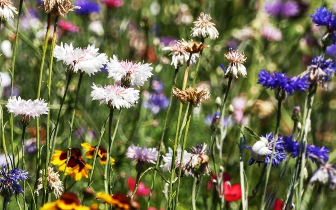 Osez la prairie fleurie !