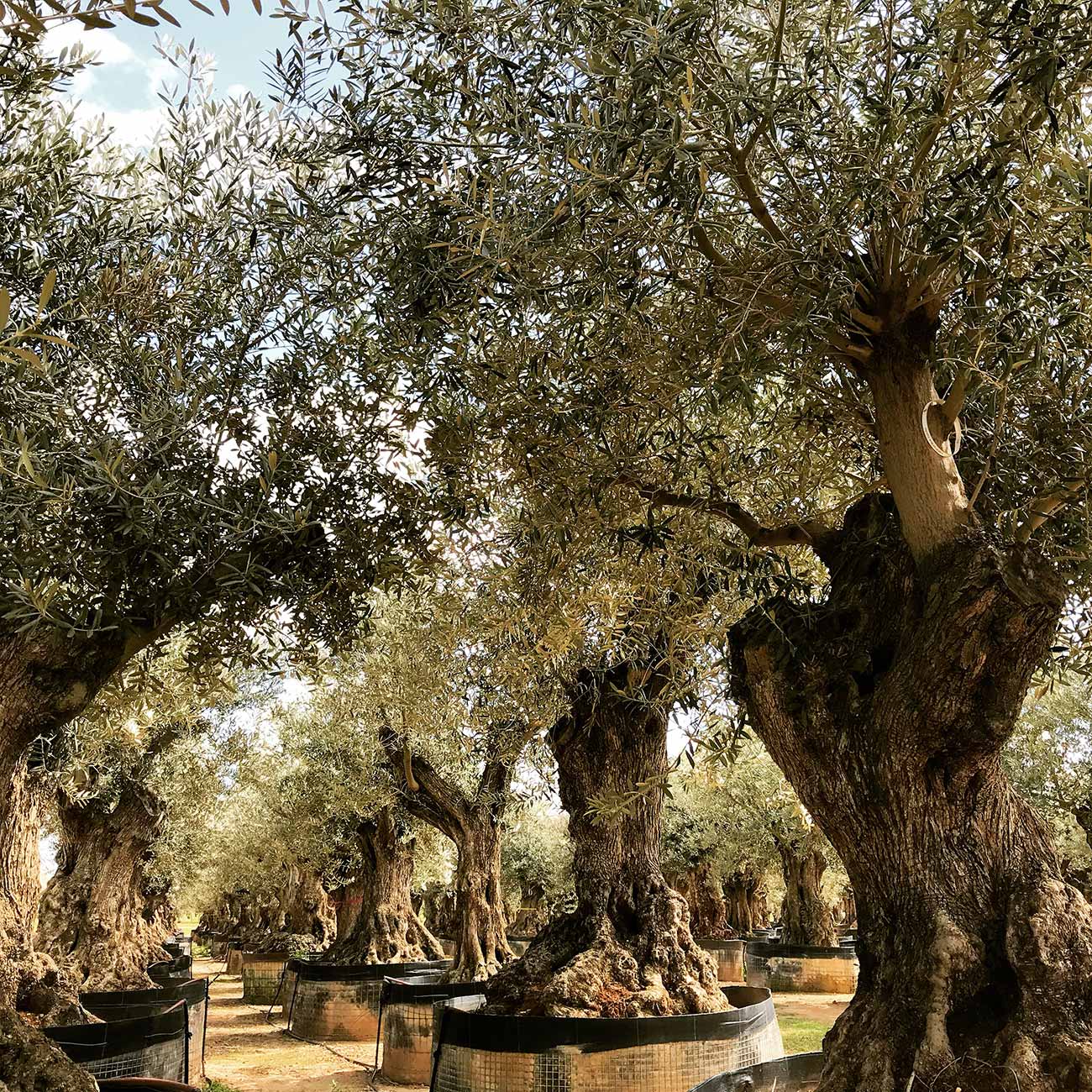 Atelier Naudier- SELECTION OLIVIER-Paysagiste-concepteur-Christophe-Naudier -