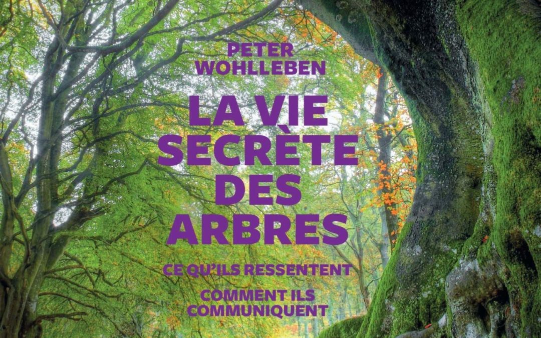 Recommandation de lecture : « La vie secrète des arbres » (P. Wohlleben)